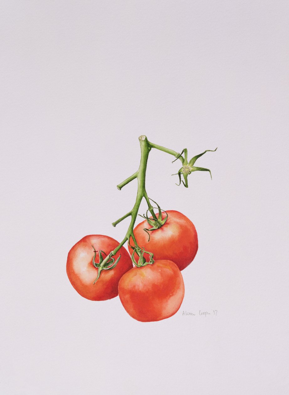 Three Tomatoes on the Vine by Alison Cooper