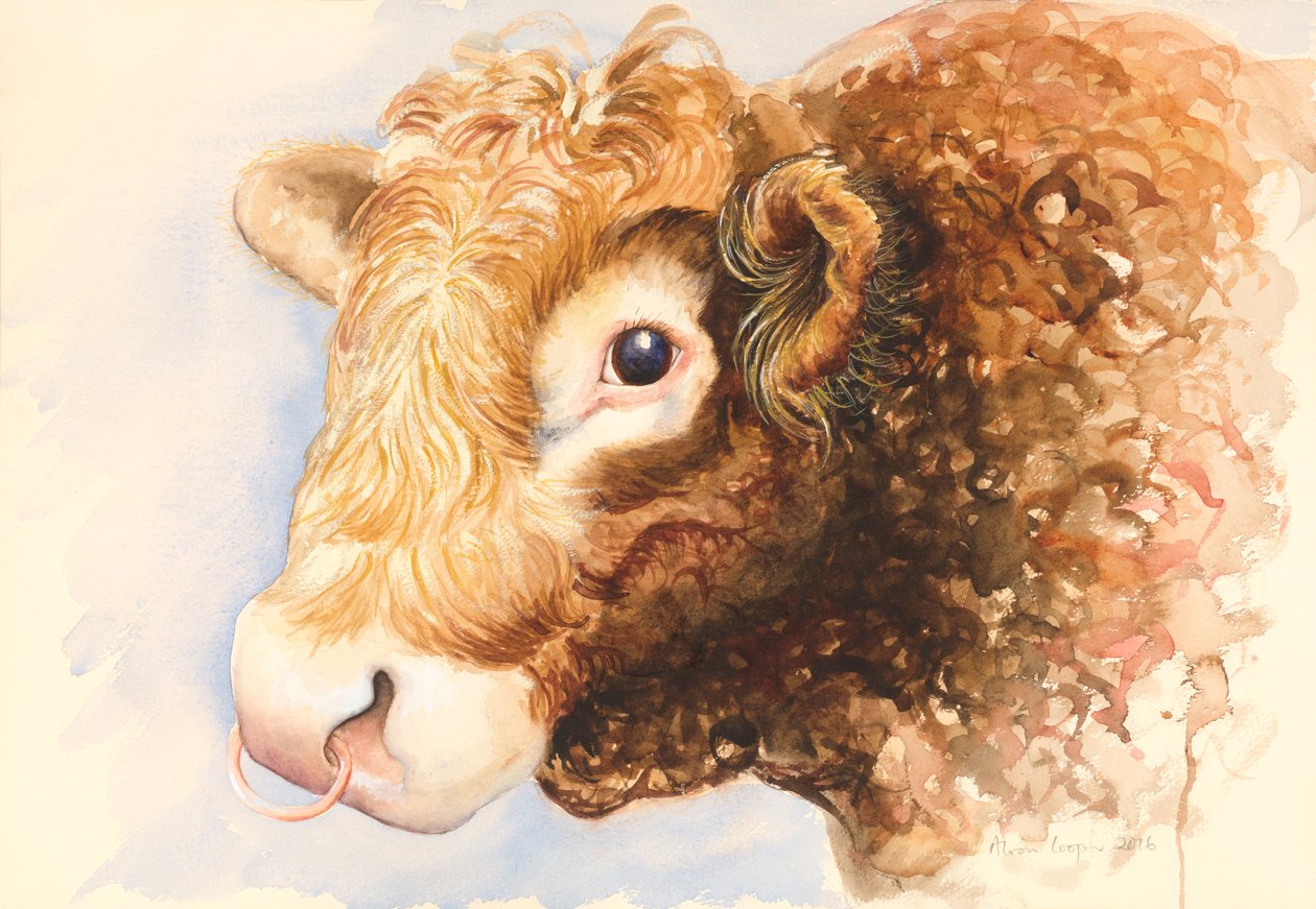 Adam the Bull by Alison Cooper