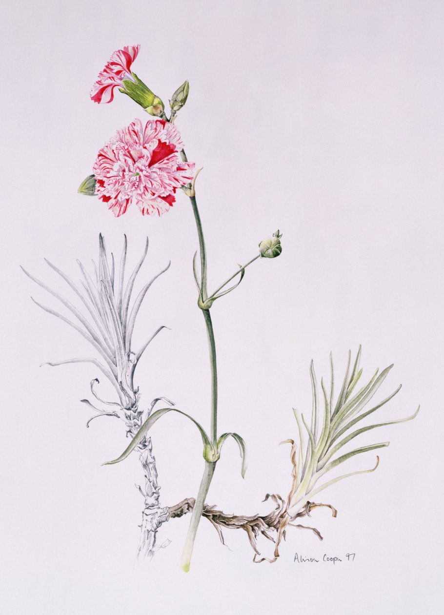 Old Variety of Dianthus, 1997 by Alison Cooper
