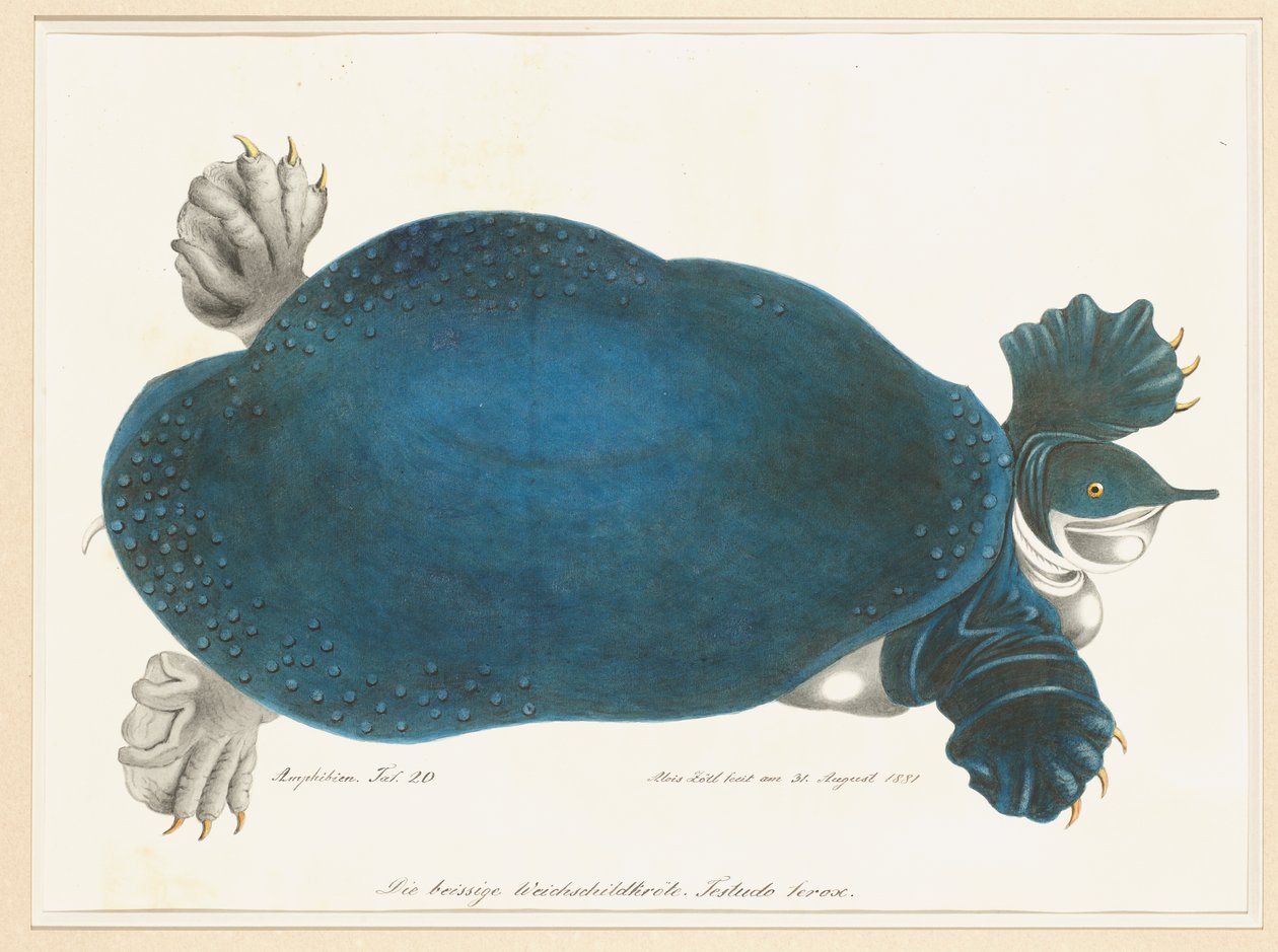 American Softshell Turtle or Trionyx, formerly called Blue Turtle by Aloys Zötl