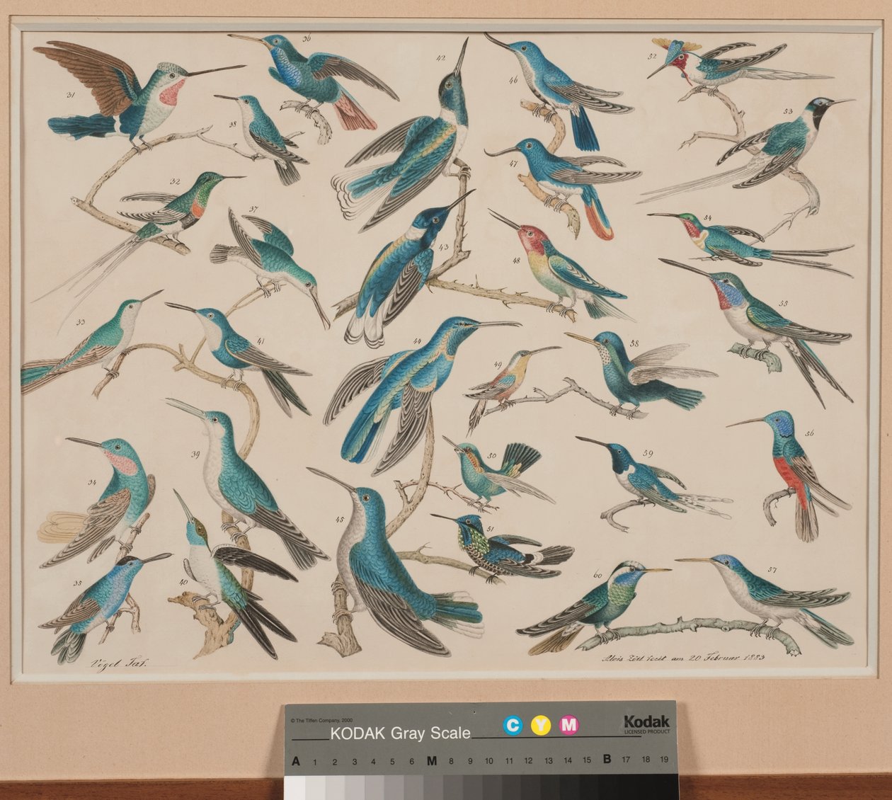 The Hummingbirds by Aloys Zötl