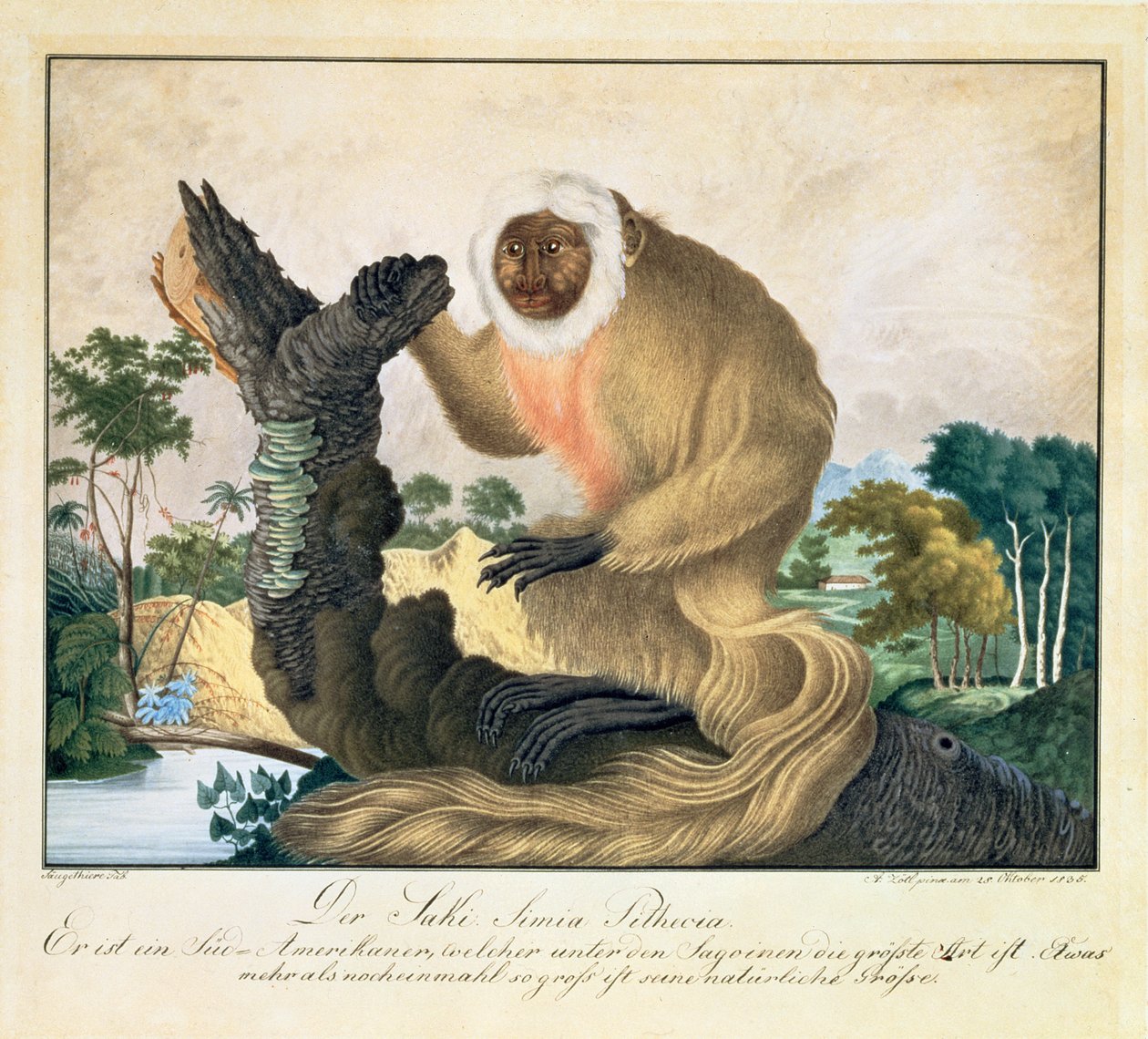 The Saki Monkey, 1835 by Aloys Zötl