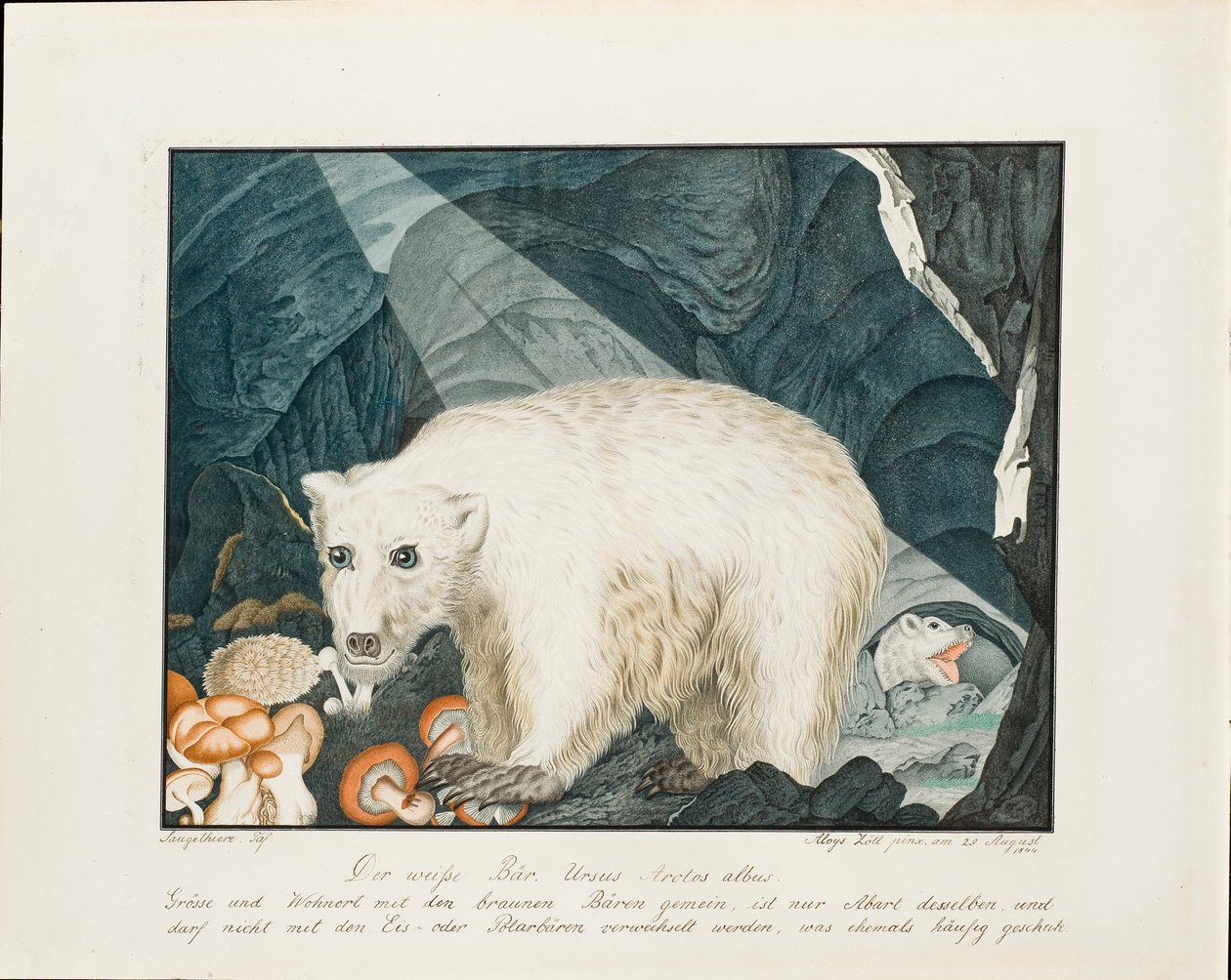 The White Bear by Aloys Zötl