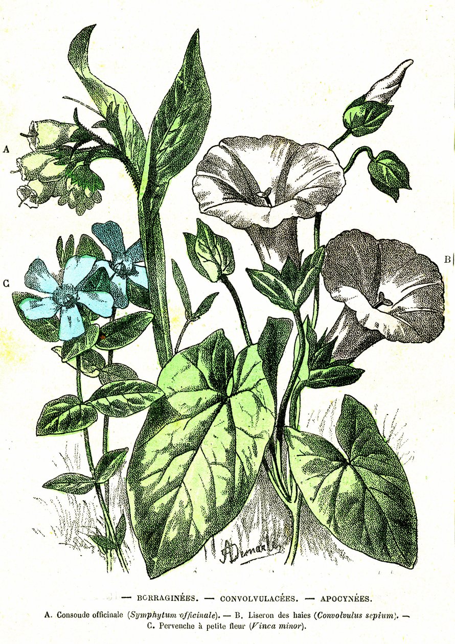 Borraginees, Convolvulacees, Apocynees: Natural Creation and Living Beings. Drawing by A. Demarle 1885 by Alphonse Demarle