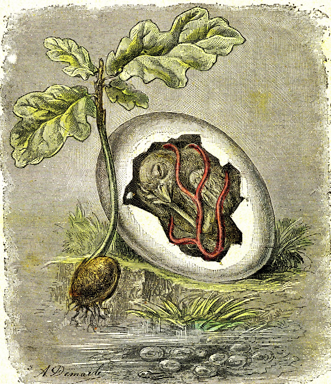 Nature. Egg and seed: First state of organized beings. Natural creation and living beings. Drawing by A. Demarle. 1885 by Alphonse Demarle