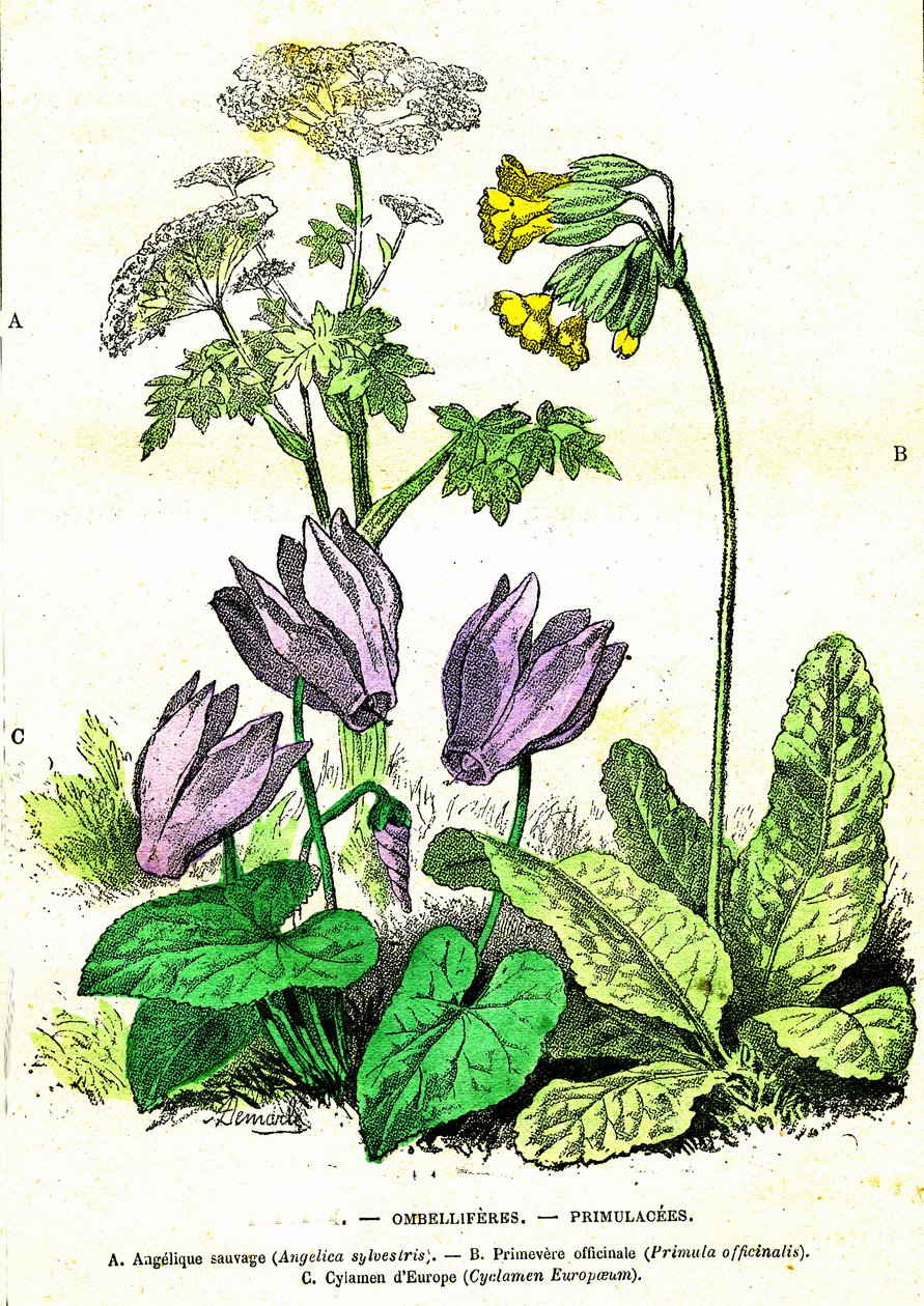 Ombelliferes, Primulacees: Natural Creation and Living Beings by Alphonse Demarle