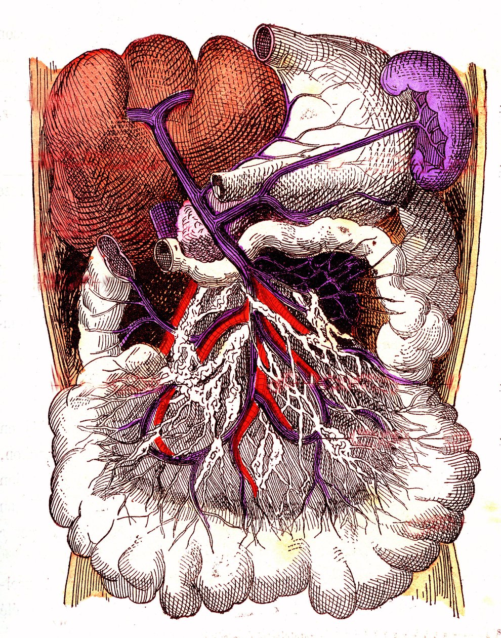 Organs of Intestinal Absorption - The Normal Life & Health of J. Rengade. Drawing by A. Demarle 1881 by Alphonse Demarle