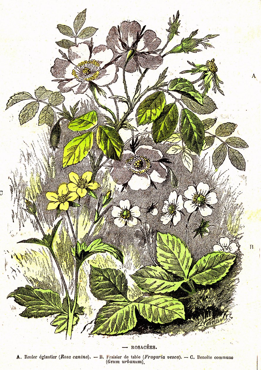 Rosacees. Drawing by A. Demarle. 1885 by Alphonse Demarle