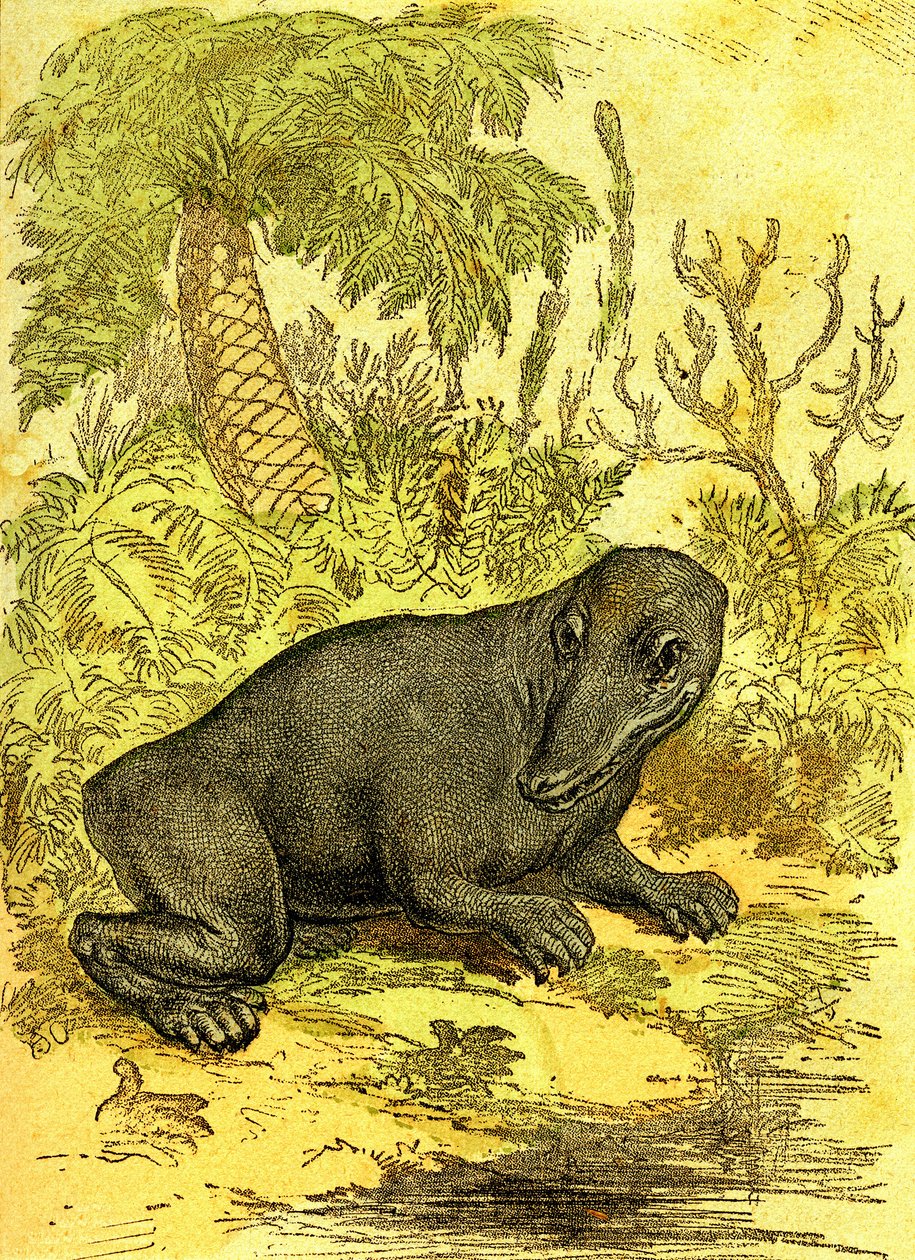 The Labyrinthodonte (Amphibian): Amphibious of the Coal Period. Natural Creation and Living Beings. Drawing by A. Demarle 1885 by Alphonse Demarle