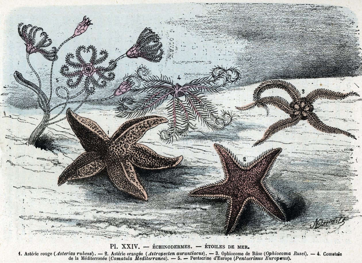 Zoological board; echinoderm, sea stars (asteries, ophiocoma, comatum and pentacrine) Engraving from 