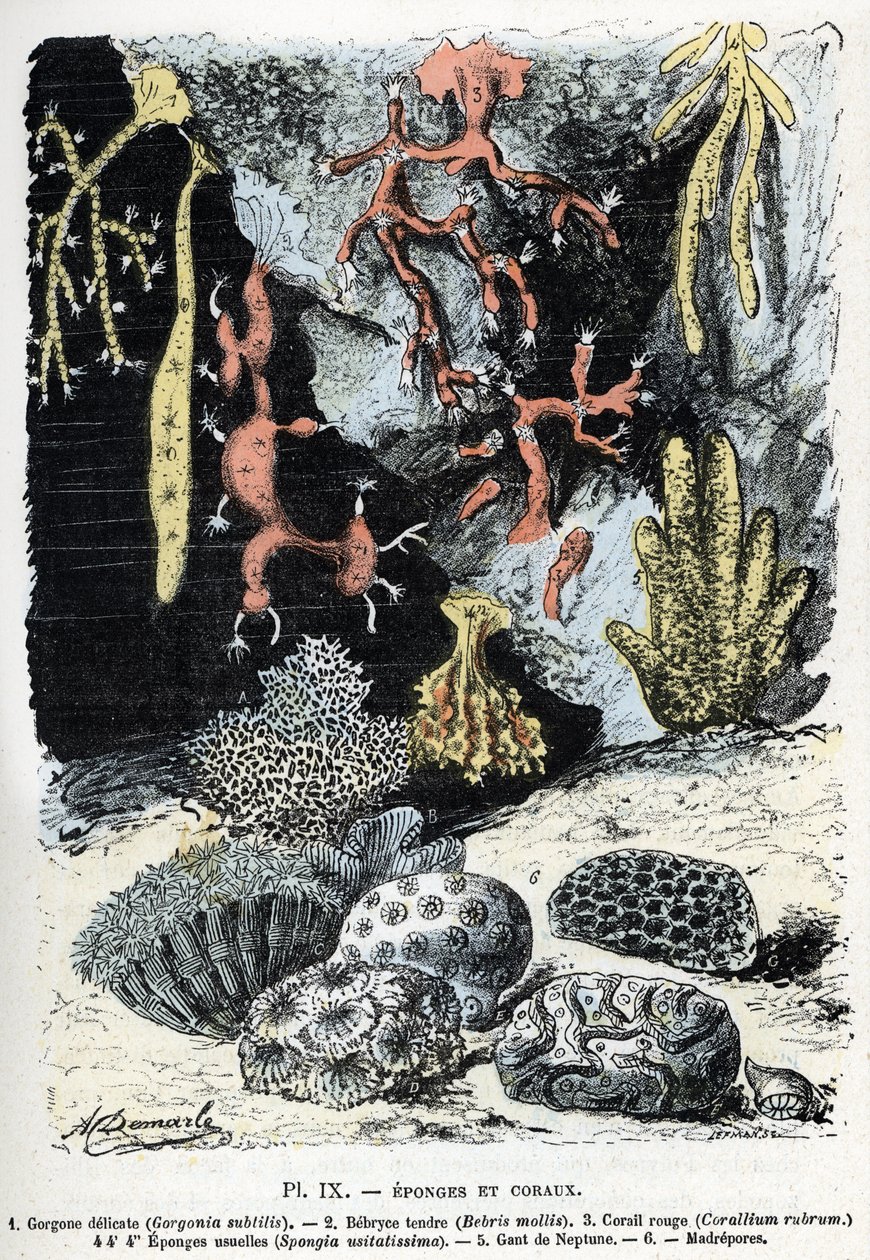 Zoological chart: sponges and corals (gorgone, bebryce, coral, sponges, neptune glove) Engraving from 