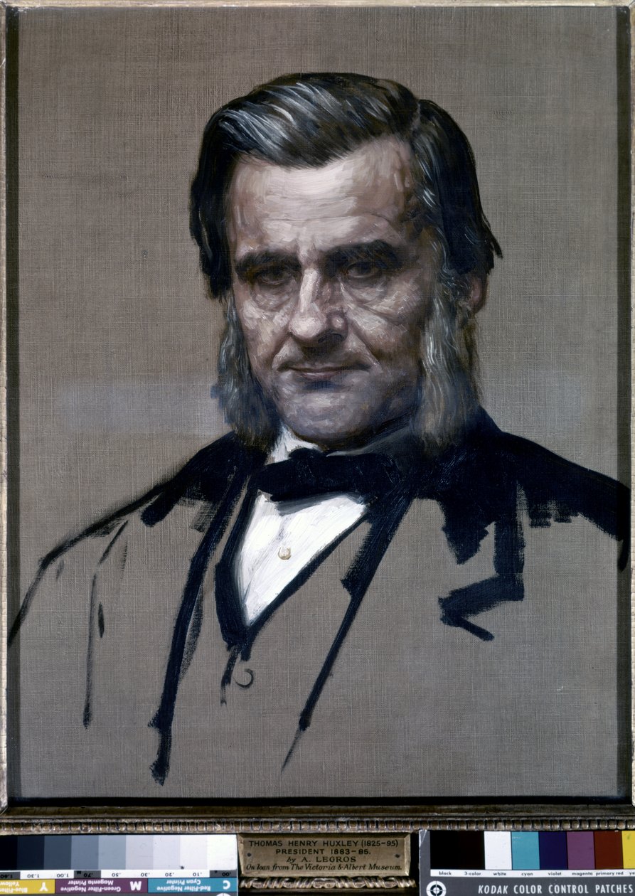 Portrait of Thomas Henry Huxley by Alphonse Legros