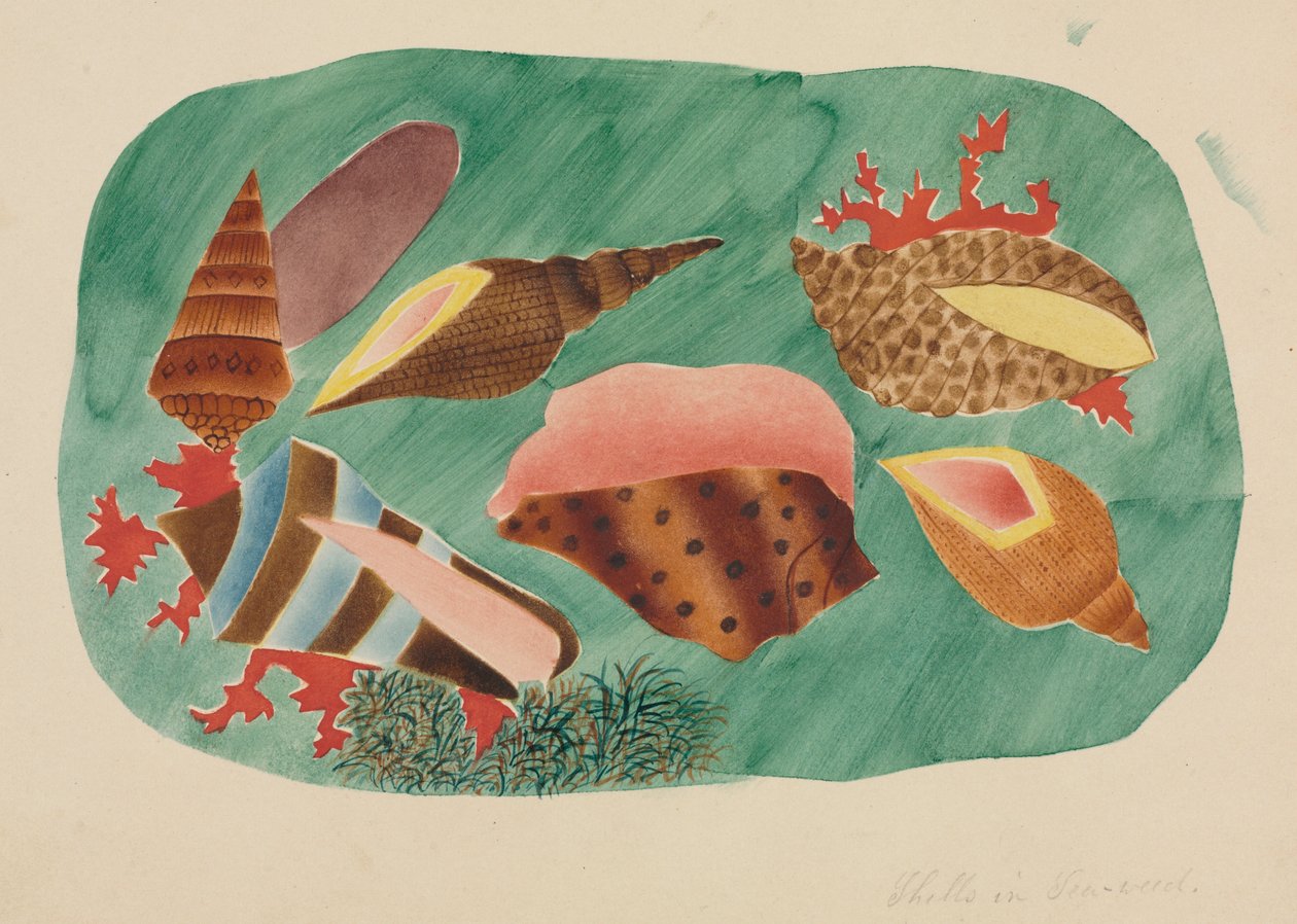 Shells in Seaweed by Altha Mary Nims