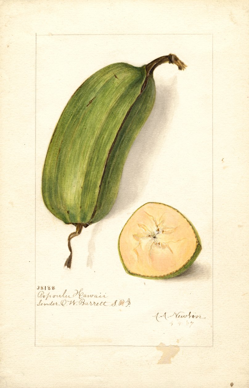Bananas (Musa: Popoulu Hawaii) by Amanda Almira Newton