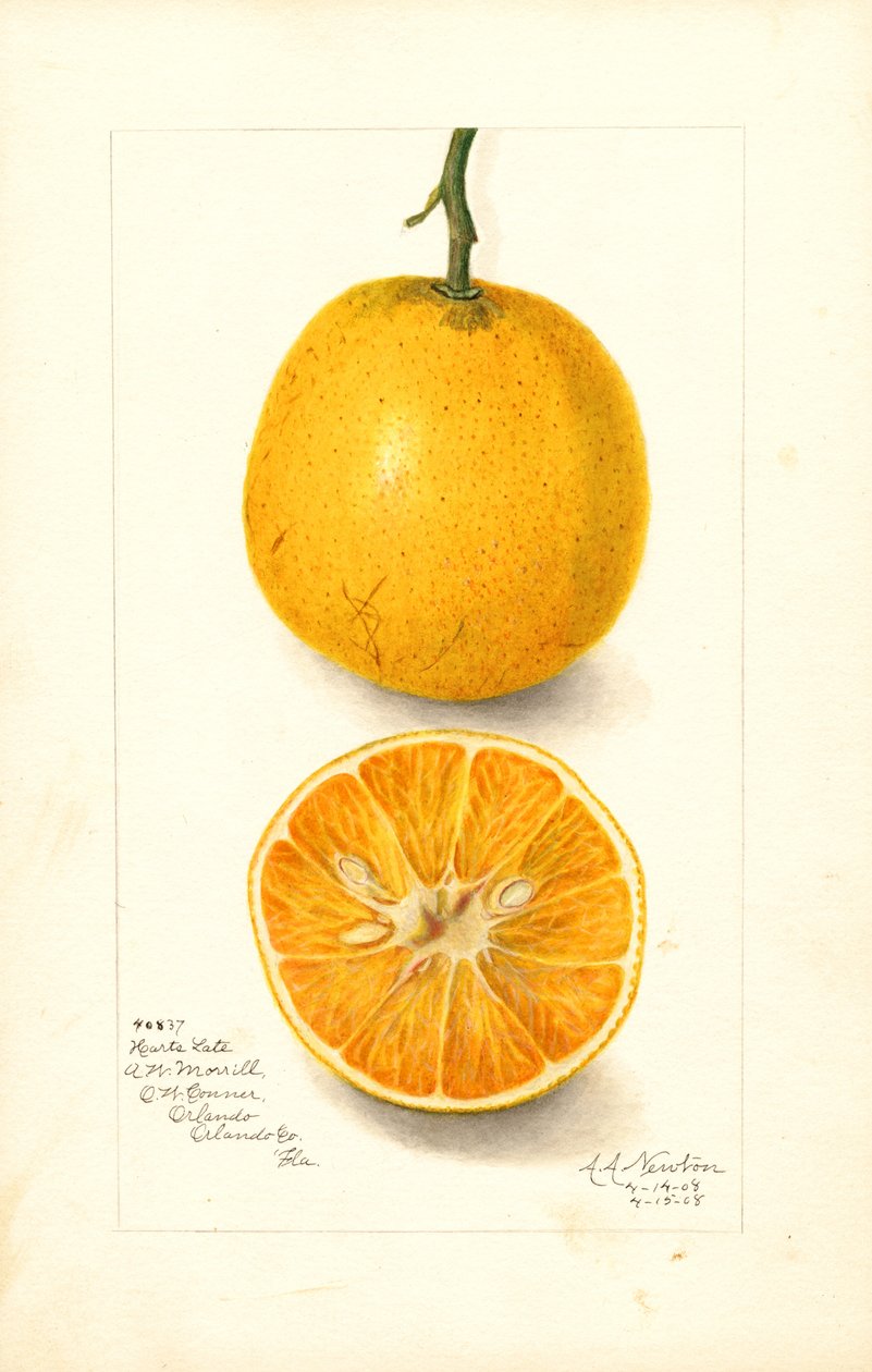 Harts Late Oranges (Citrus sinensis) by Amanda Almira Newton