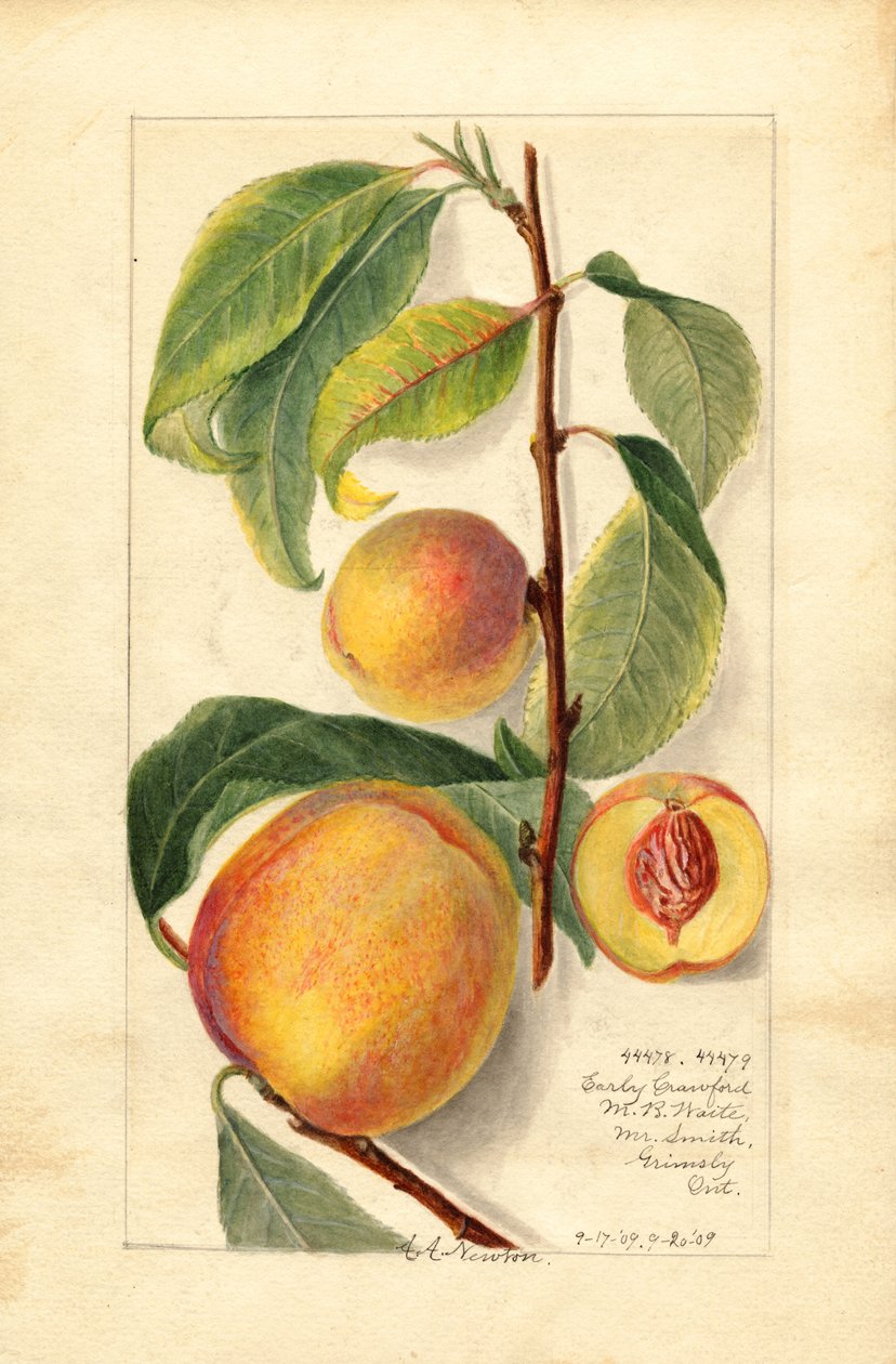 Peaches (Prunus persica) by Amanda Almira Newton