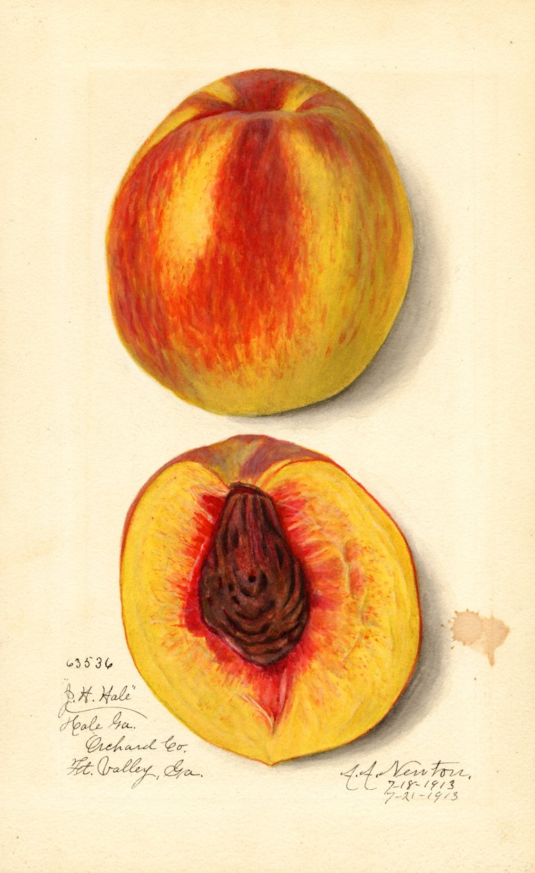 Peaches (Prunus persica: J.H. Hale) by Amanda Almira Newton