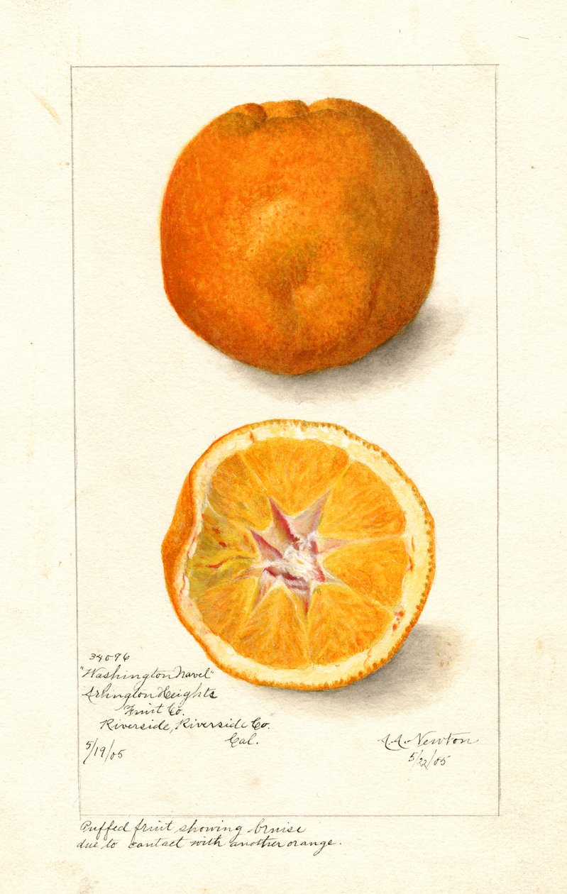 Washington Navel Oranges (Citrus sinensis) by Amanda Almira Newton