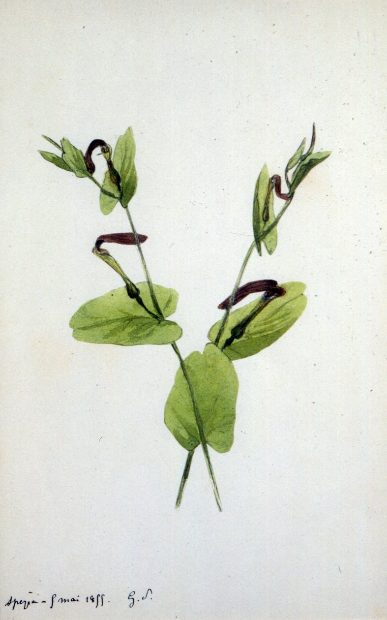Aristolochia, a large plant genus of the family Aristolochiaceae by Amantine Dupin