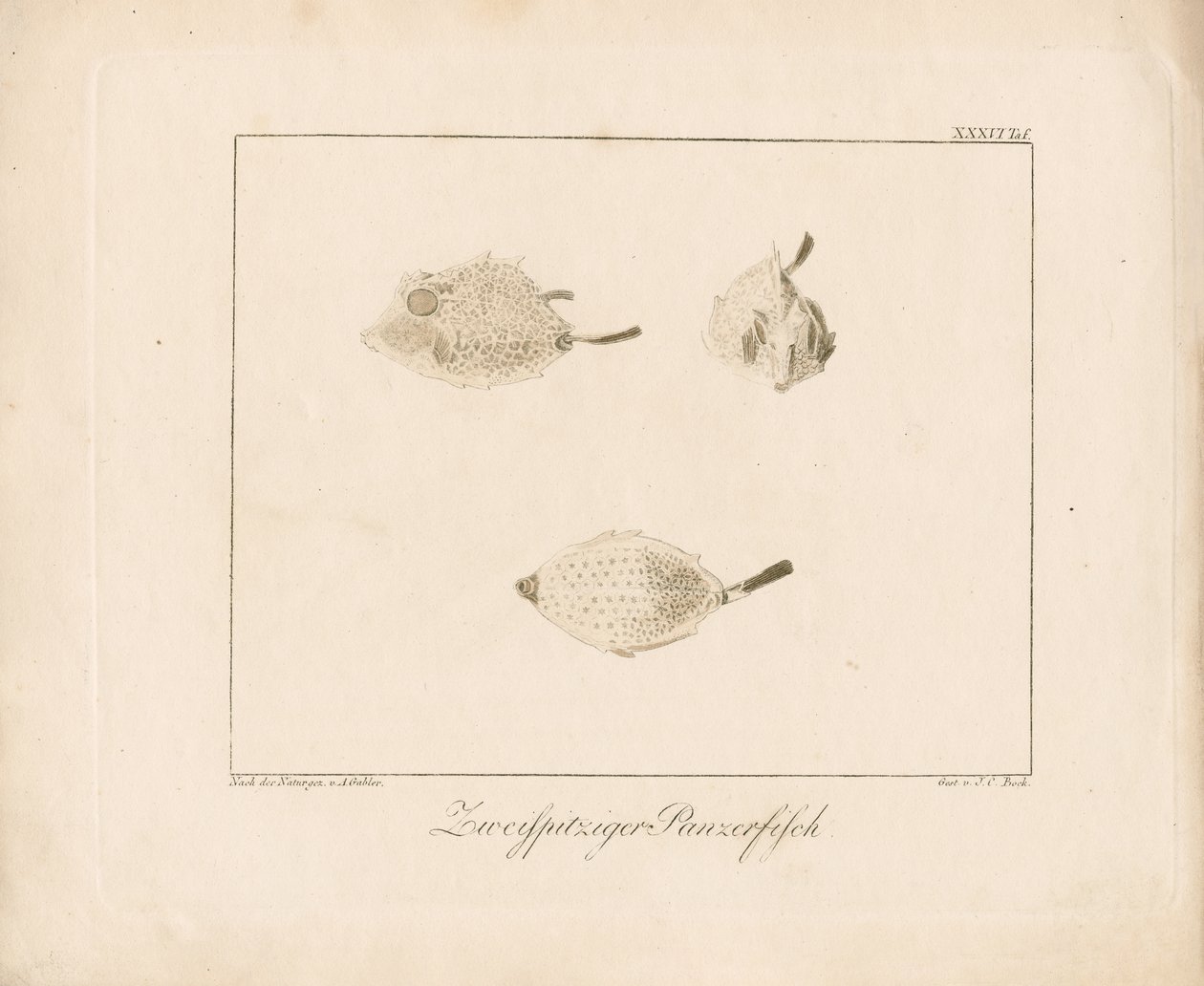 Longhorn Cowfish by Ambrosius Gabler