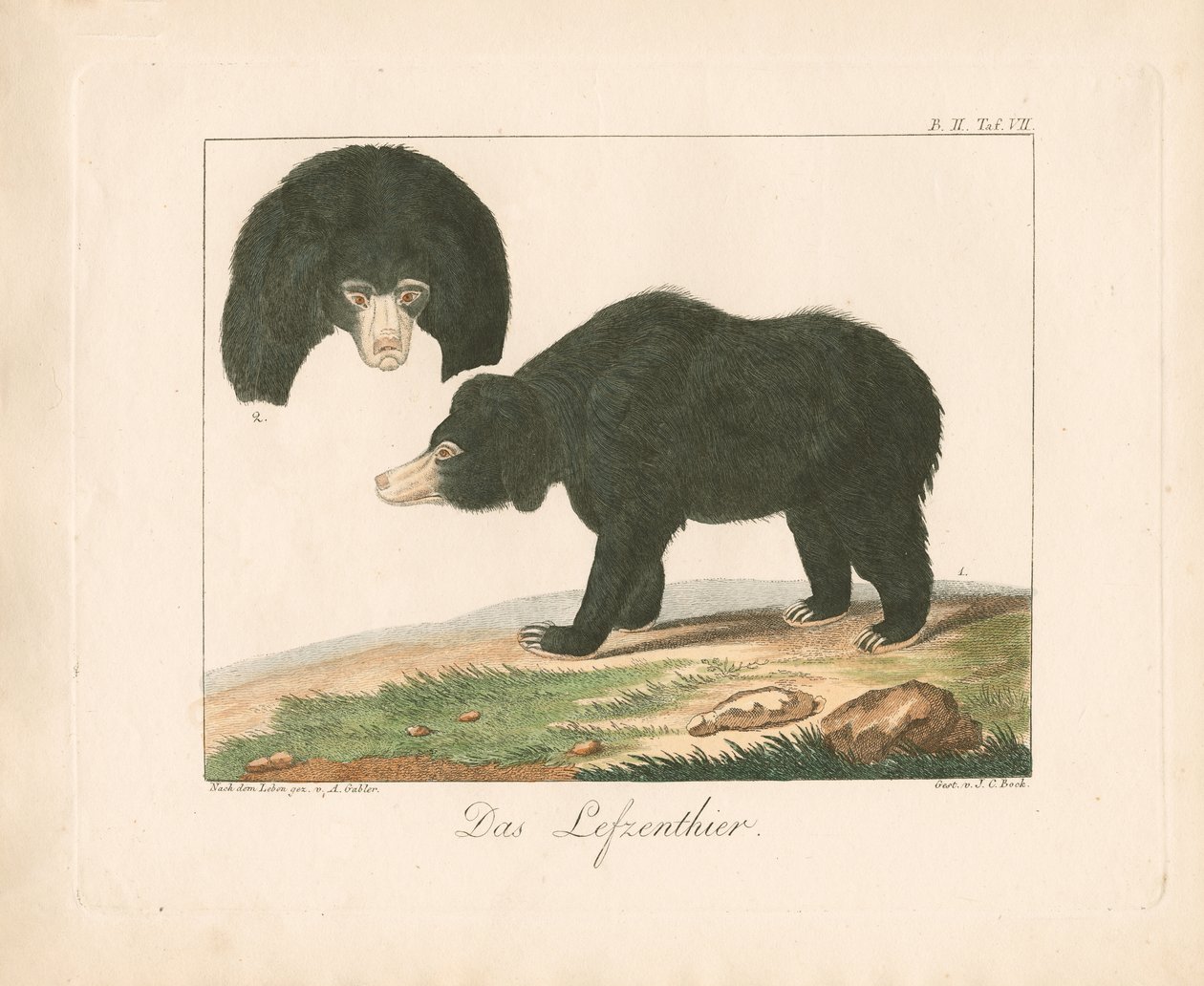 Malayan Sun Bear by Ambrosius Gabler