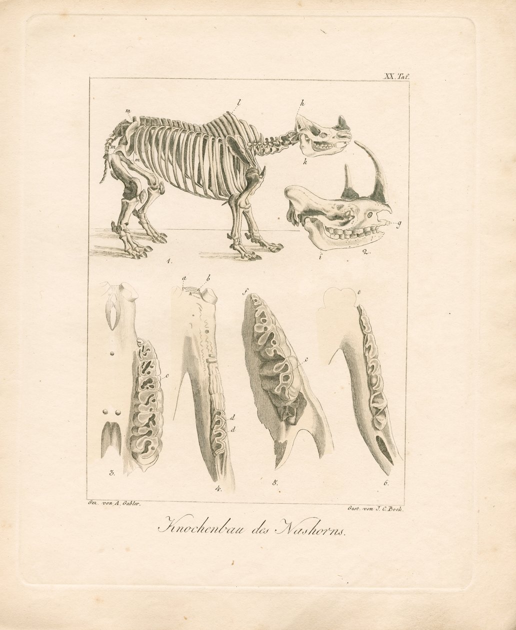 Rhinoceros Skeletal Structure by Ambrosius Gabler