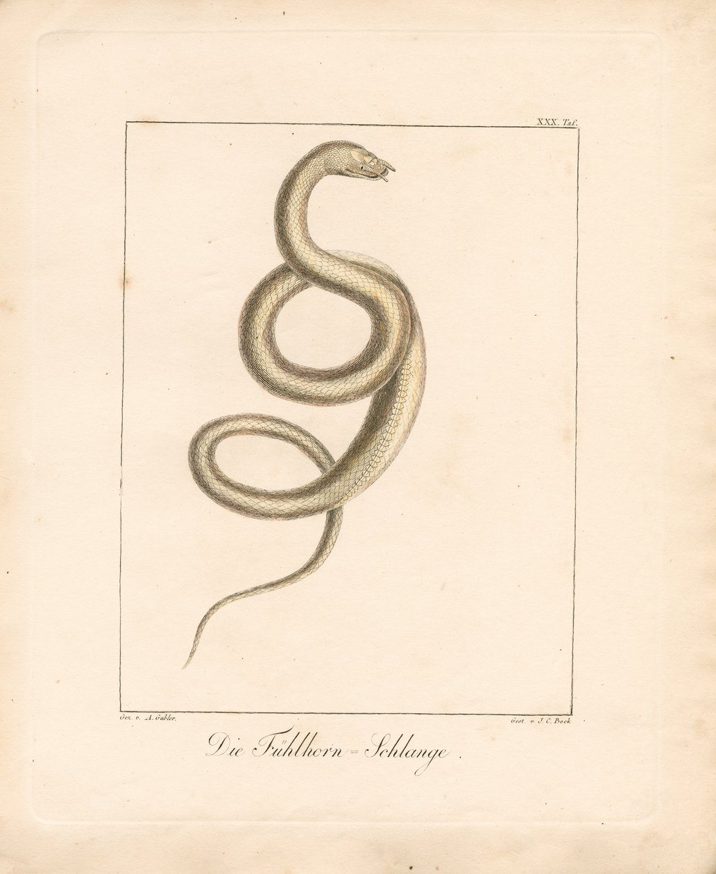 The Feeler Snake by Ambrosius Gabler