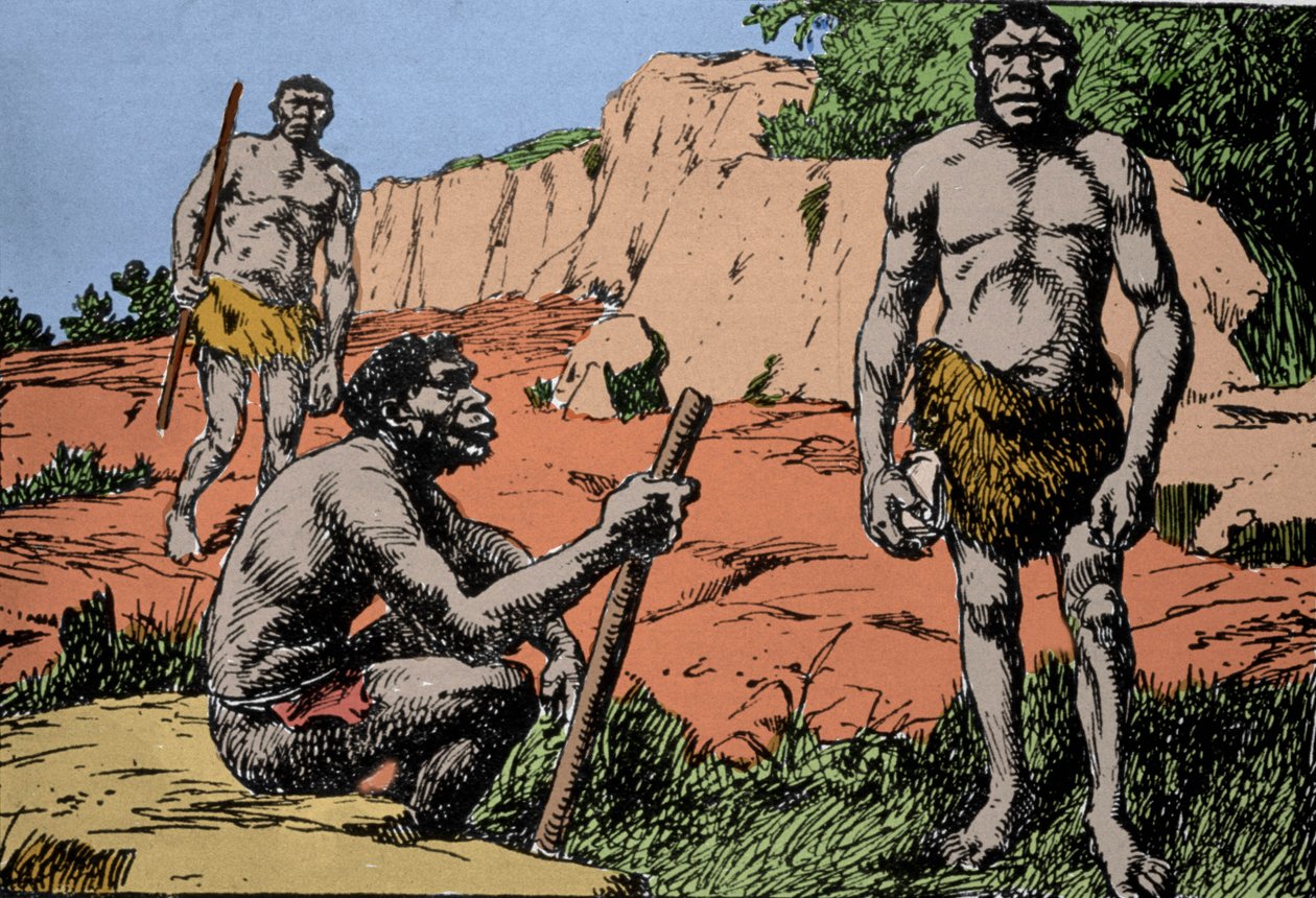 Homo Sapiens Drawing