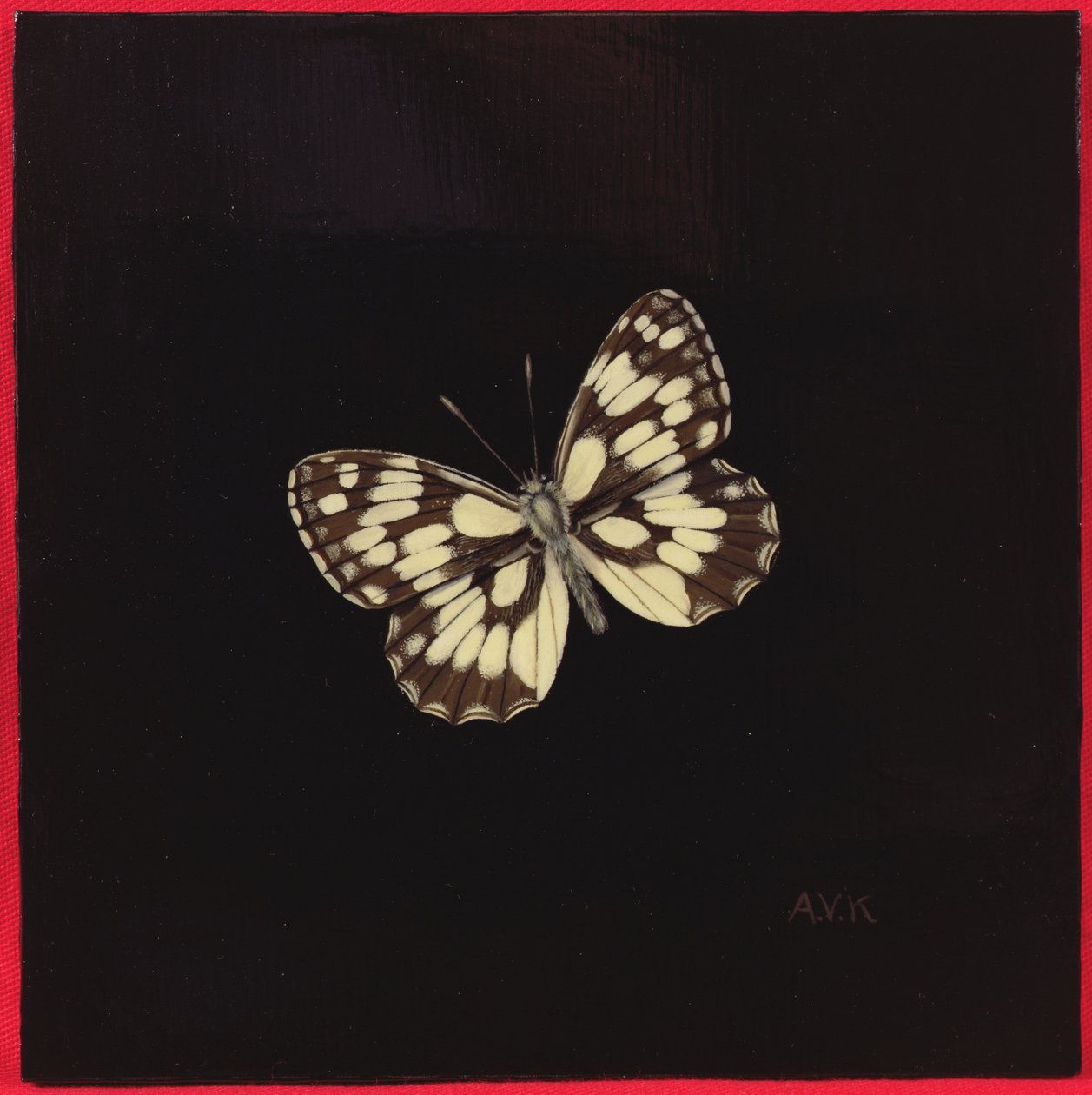 Marbled White Butterfly by Amelia Kleiser