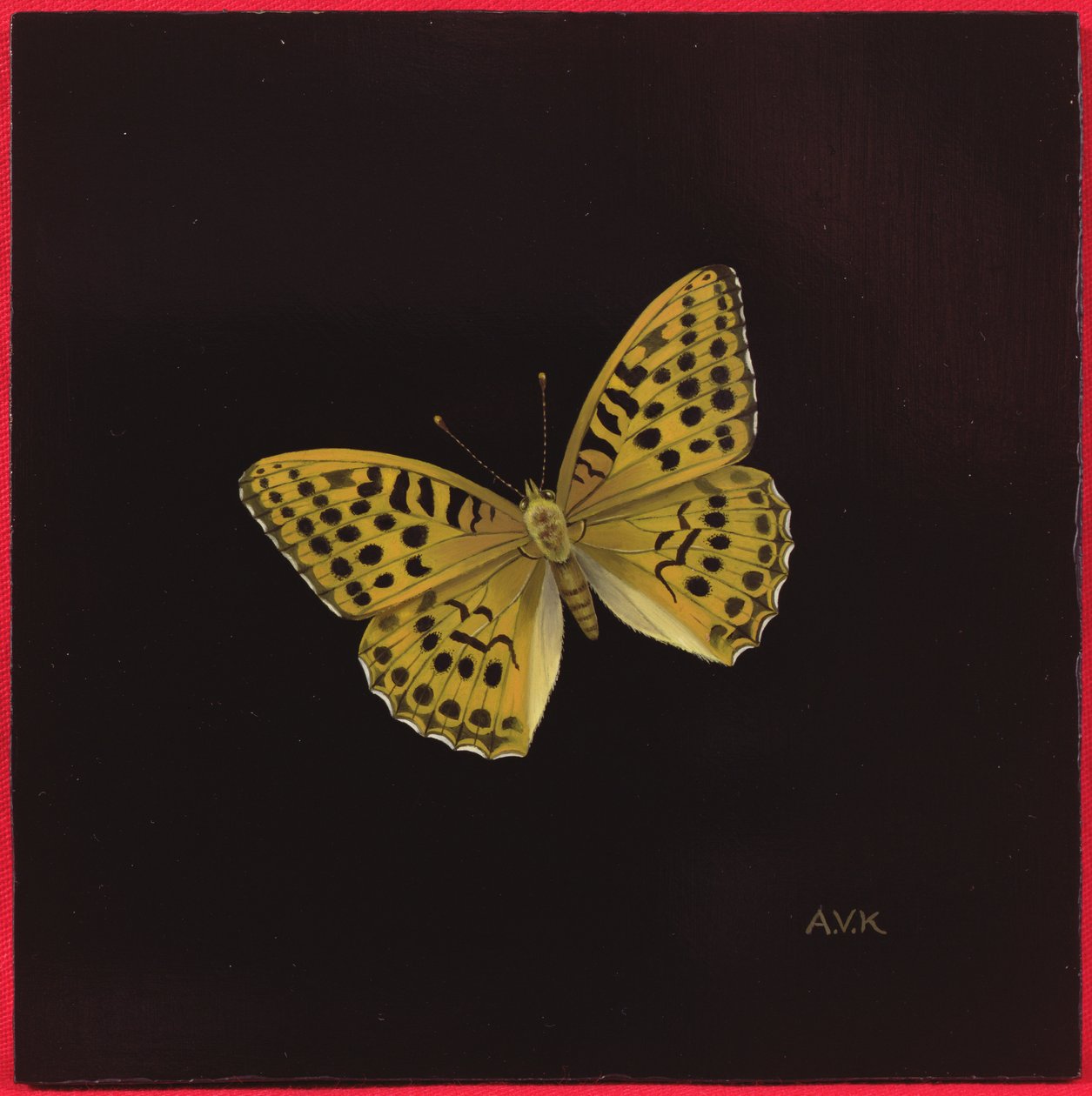 Silver Washed Fritillary Butterfly by Amelia Kleiser