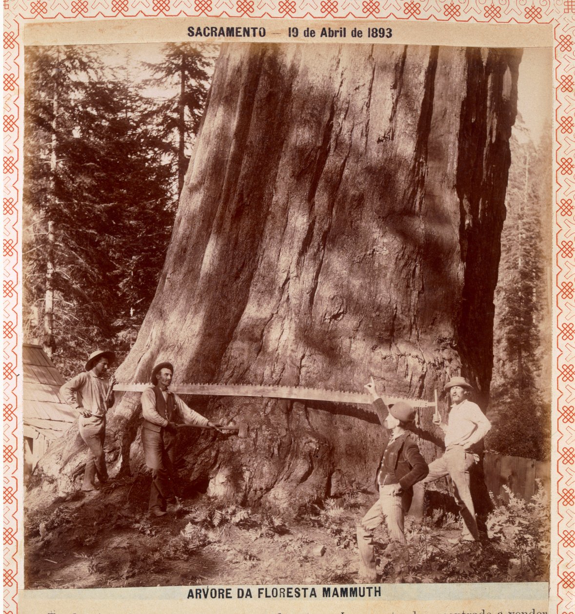 Lumberjacks about to fell a Giant Redwood with a drag saw, Sacramento, California, 1893 by American Photographer