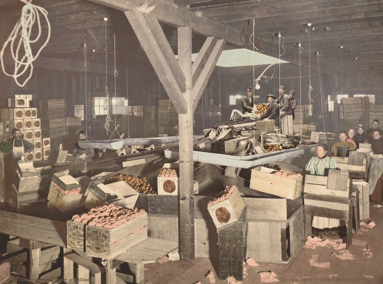 Orange Packing at Redlands by American 19th Century, Detroit Photographic Company