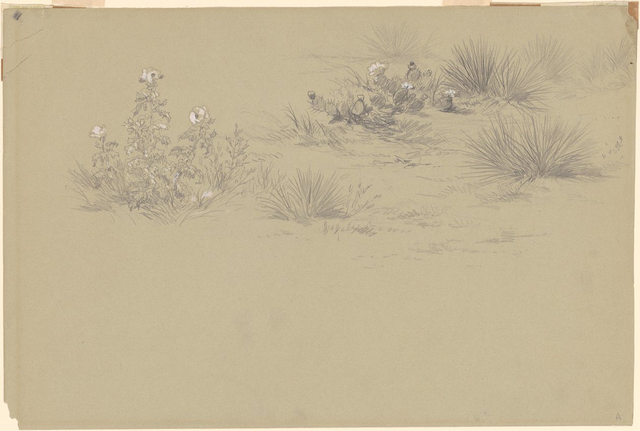 Flowering Bush and Desert Plants by American 19th Century after John Frederick Kensett