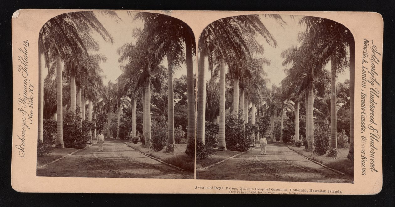 Avenue of royal palms, Queen