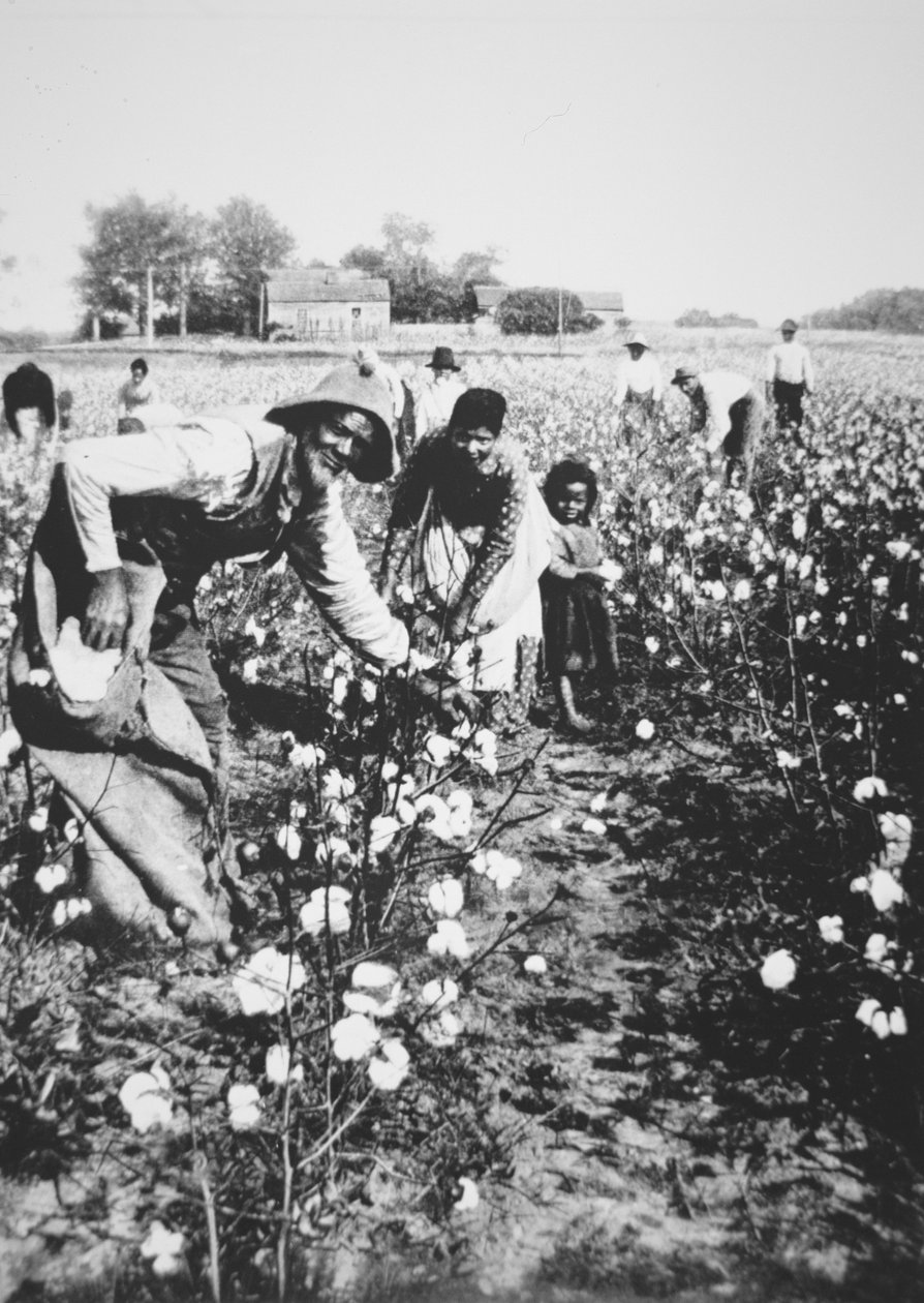 Black cotton pickers, c.1900 by American Photographer