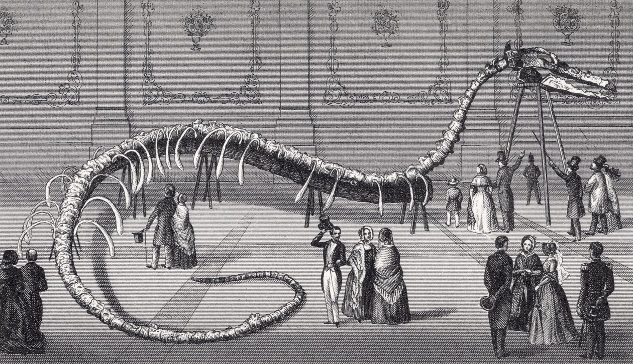 114 Foot Long Skeleton of Fake Sea Serpent 