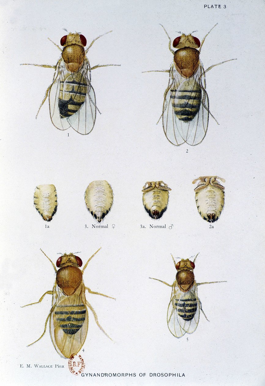 Bees - in 