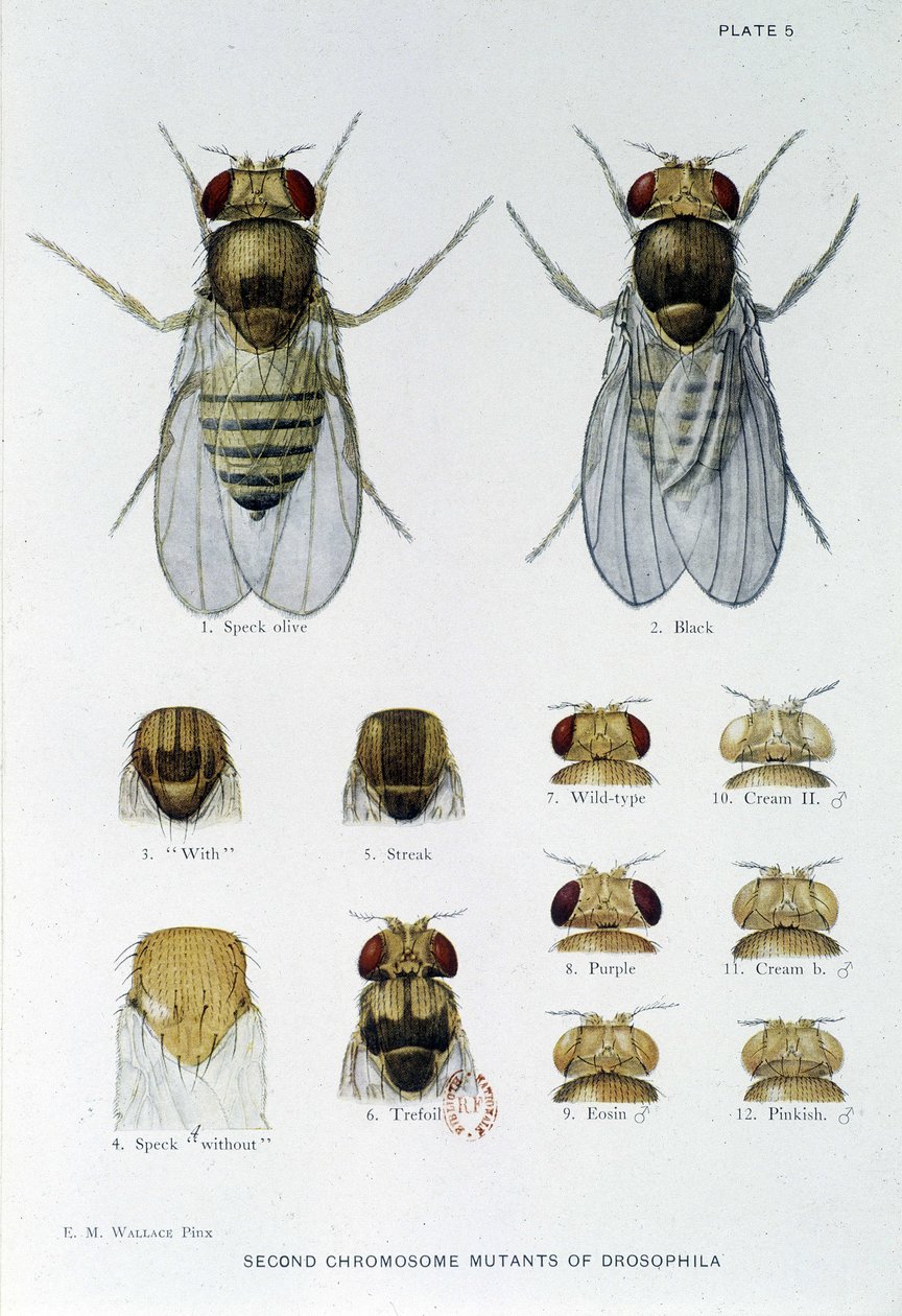 Abeilles - in Contributions to the genetics of drosophila melanogaster, Thomas H. Morgan by American School