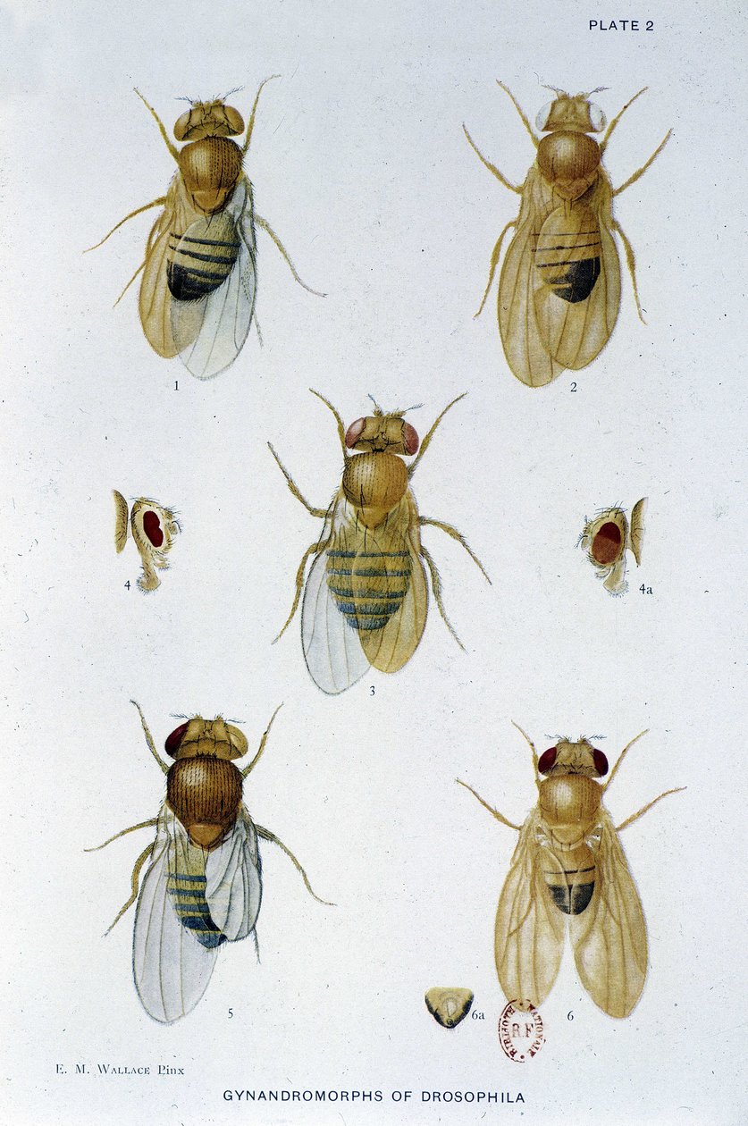 Abeilles - in Contributions to the genetics of drosophila melanogaster, Thomas H. Morgan by American School