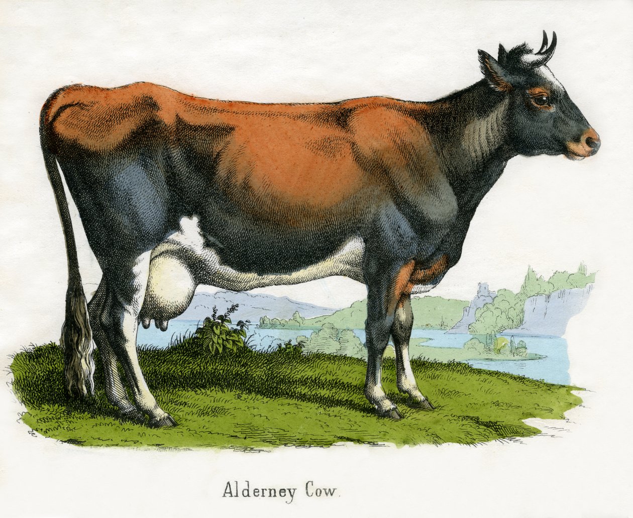 Alderney Cow, from The Natural History of Animals by American School