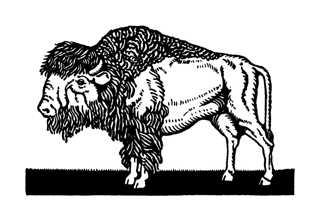 American Bison of the Old West by American School
