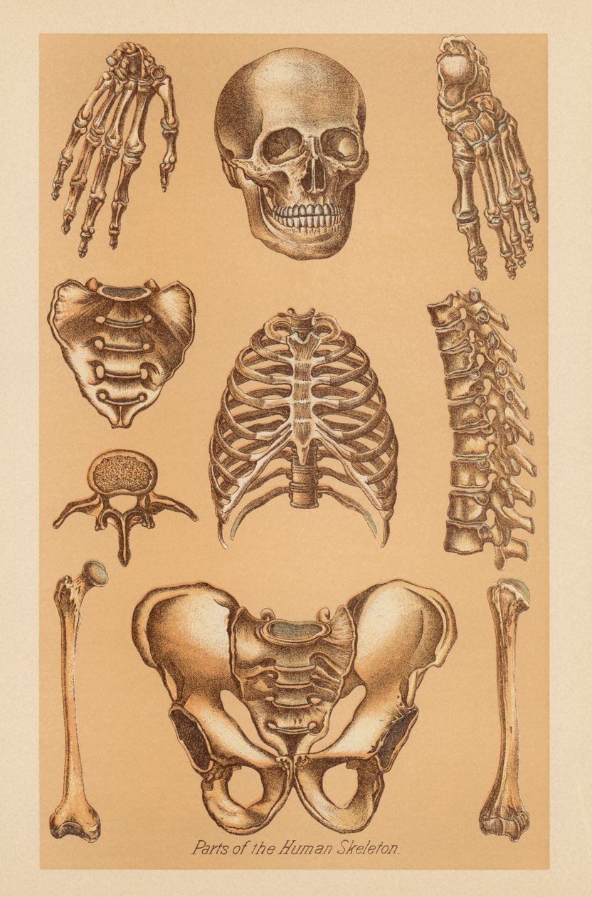 Anatomical Study of the Human Skeleton by American School