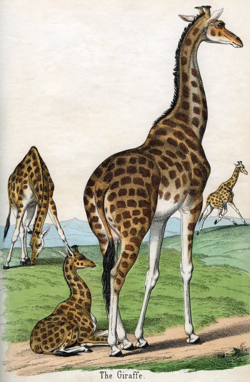 Antique Print of Giraffes by American School
