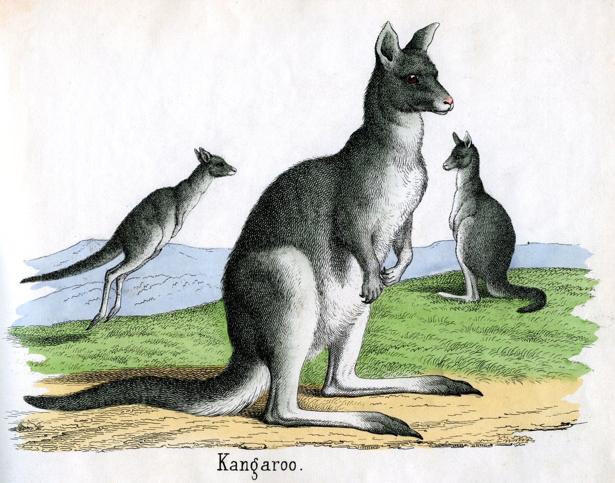 Antique Print of Kangaroos by American School
