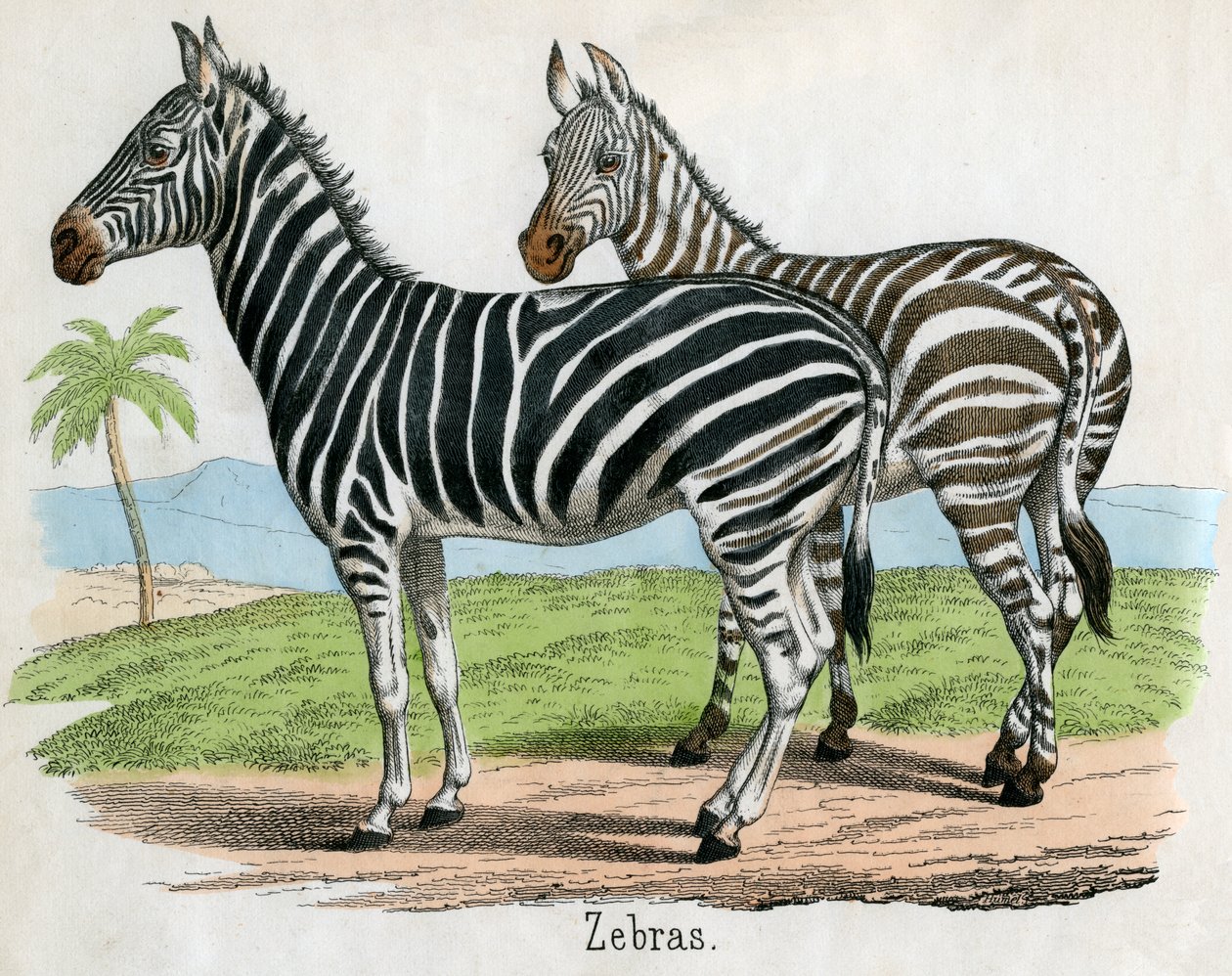 Antique Print of Zebras by American School