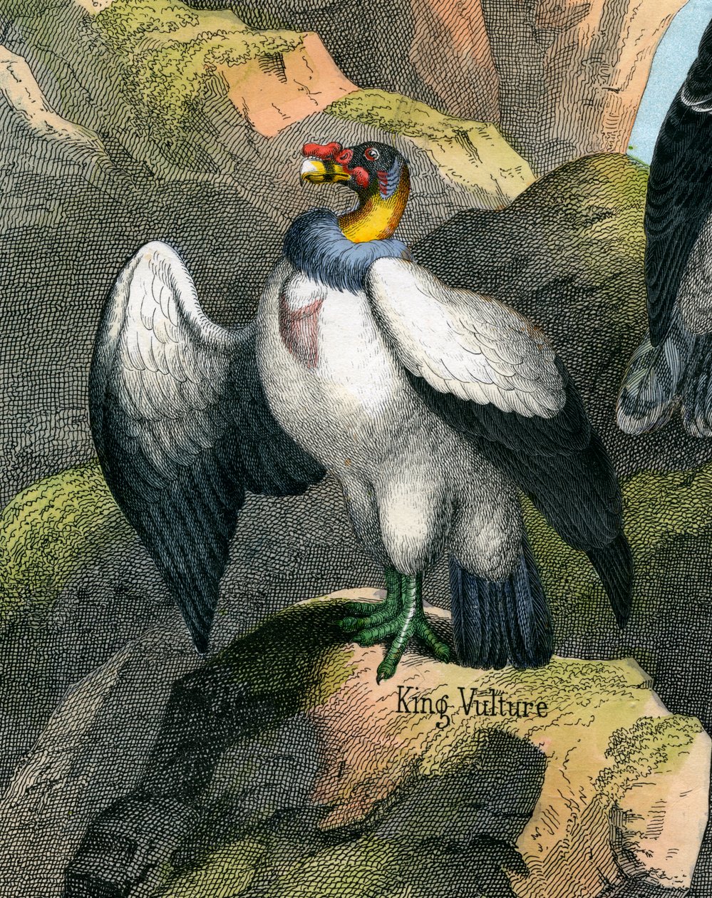 Antique Print of a King Vulture by American School