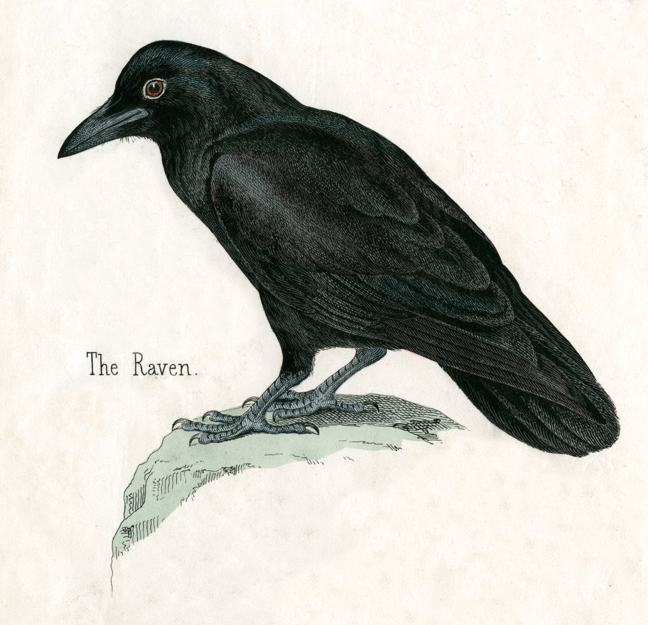 Antique Print of a Raven by American School