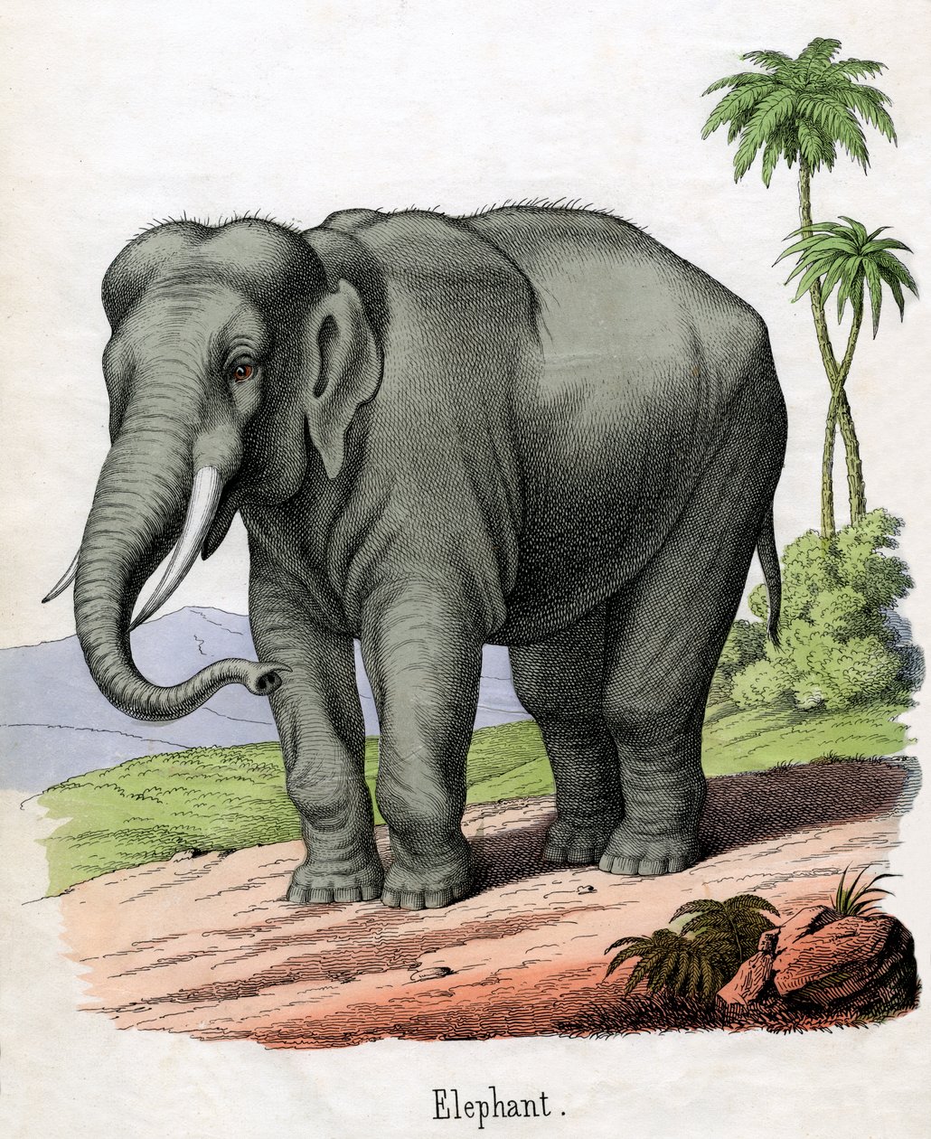 Antique Print of an Elephant by American School