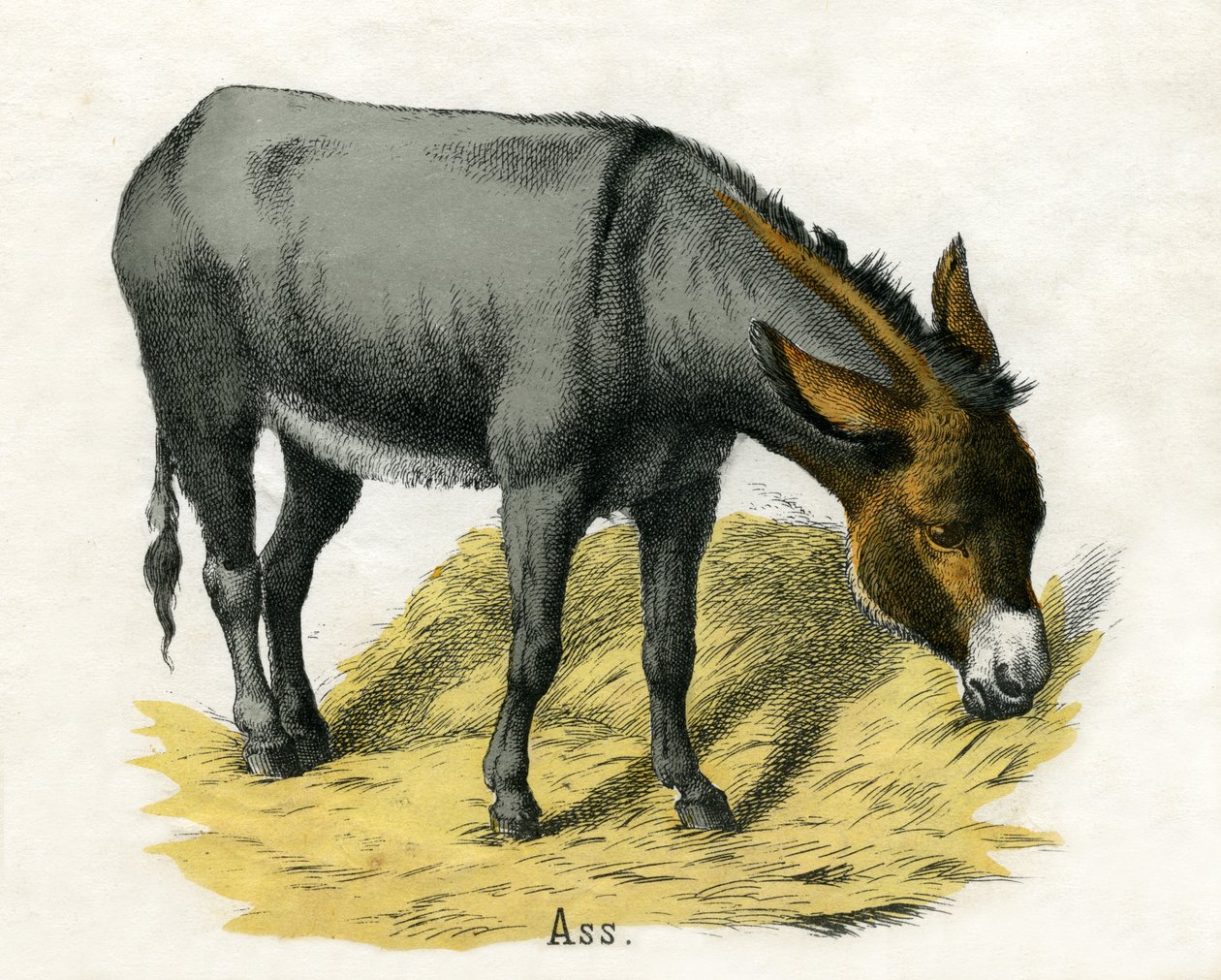 Ass, from The Natural History of Animals by American School