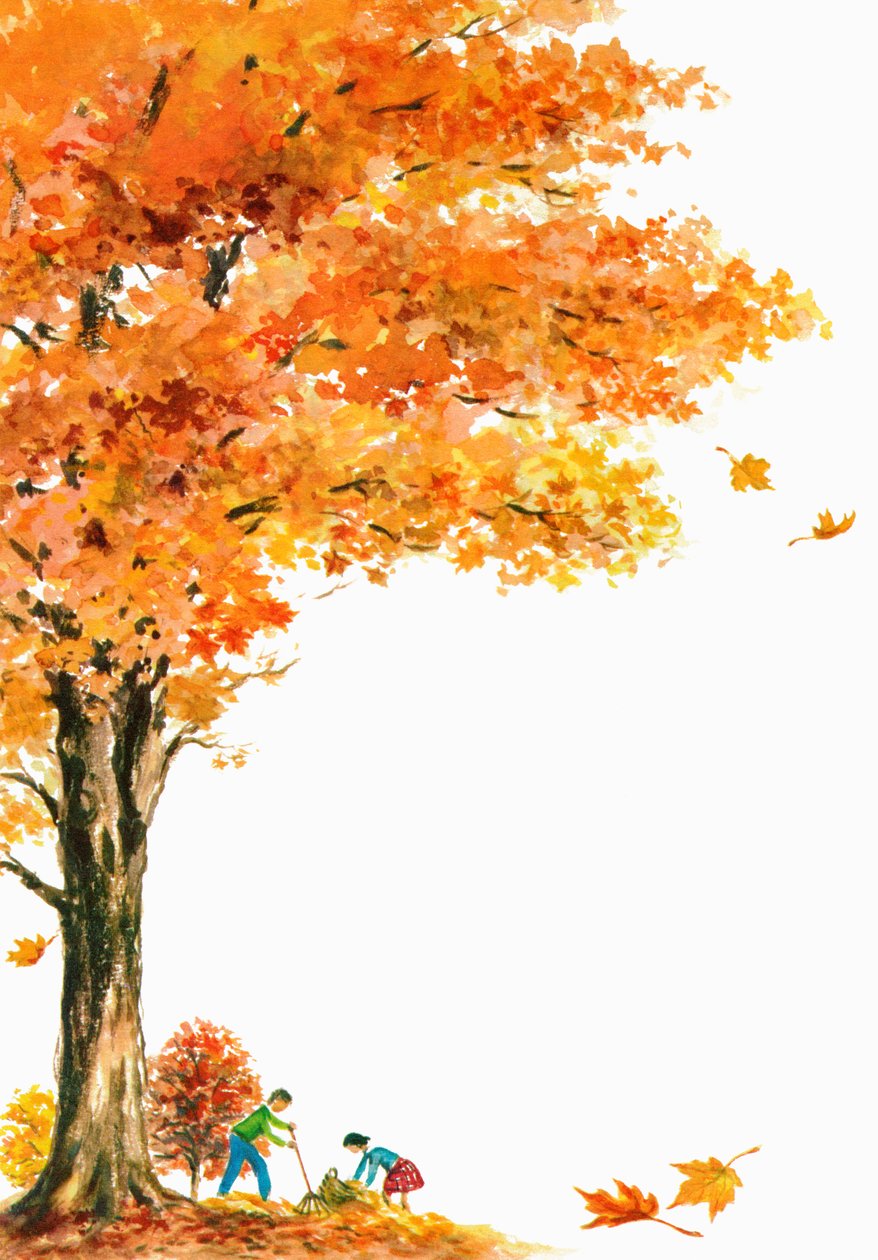 Children Raking Fall Leaves Under a Large Maple Tree